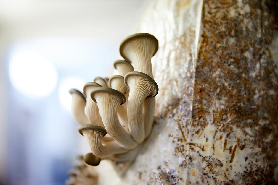 Des champignons cultivés sur du marc de café, une autre façon de voir  l'avenir